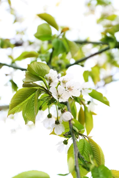 Fioritura ramoscelli di ciliegio in primavera da vicino — Foto Stock