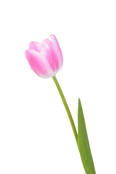 Vackra tulip isolerad på vit — Stockfoto
