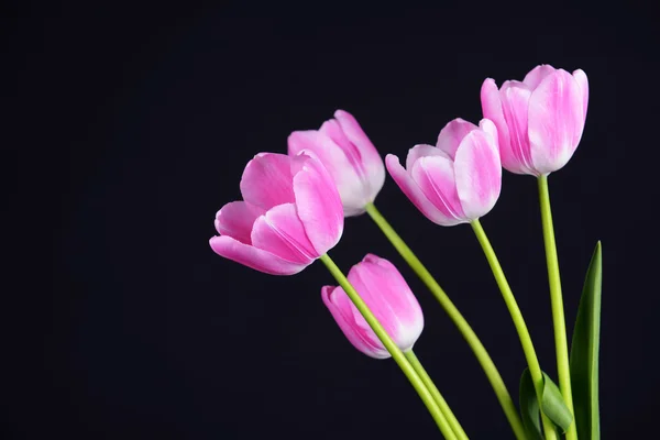 Hermosos tulipanes en cubo sobre fondo gris oscuro — Foto de Stock