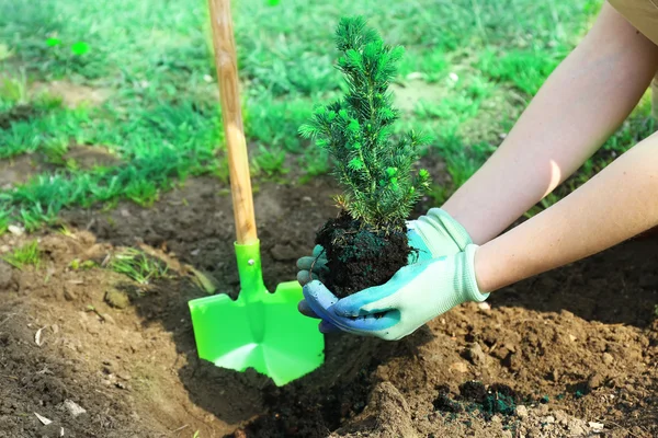 Gardener planting tree in spring — Stock Photo, Image