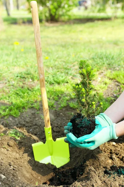 Gardener planting tree in spring — Stock Photo, Image