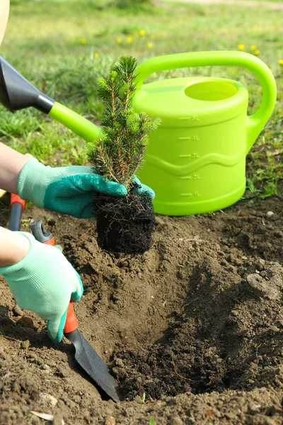 Tuinman aanplant boom in het voorjaar van — Stockfoto