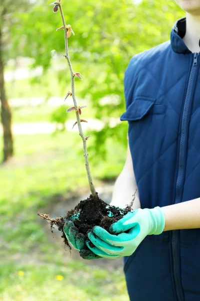 Trädgårdsmästare plantera träd på våren — Stockfoto