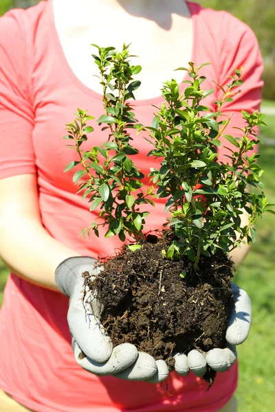 Giardiniere piantare albero in primavera — Foto Stock