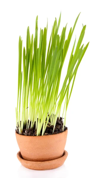 Grama verde em vaso de plantas, isolado em branco — Fotografia de Stock