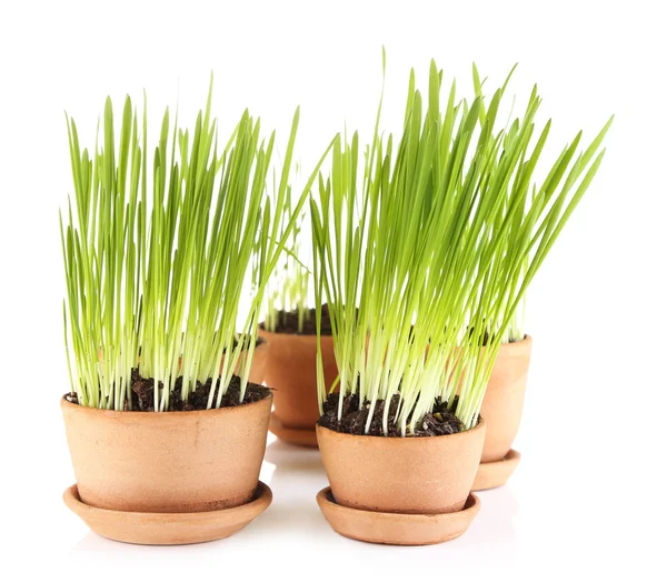 Herbe verte dans des pots de fleurs, isolée sur blanc — Photo