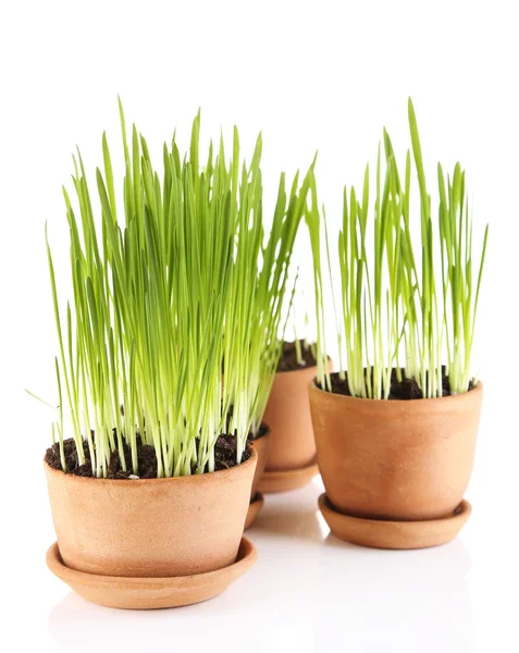 Grama verde em vasos de plantas, isolado em branco — Fotografia de Stock