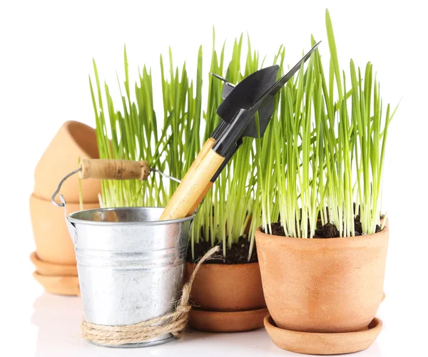Hierba verde en macetas y herramientas de jardinería, aislada en blanco —  Fotos de Stock