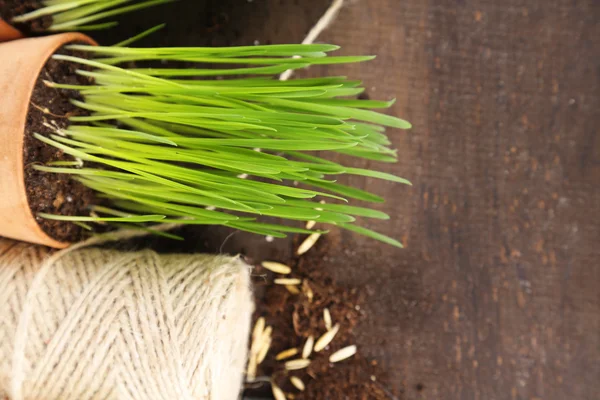 Green grass in flowerpots and oat seeds, on wooden background — Stock Photo, Image