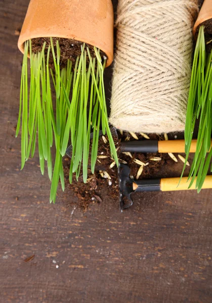 Hierba verde en macetas y herramientas de jardinería, sobre fondo de madera —  Fotos de Stock