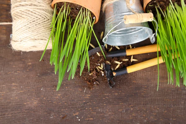 Зеленая трава в цветочных горшках и садовых инструментах, на деревянном фоне — стоковое фото