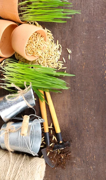 Grama verde em vasos e ferramentas de jardinagem, sobre fundo de madeira — Fotografia de Stock