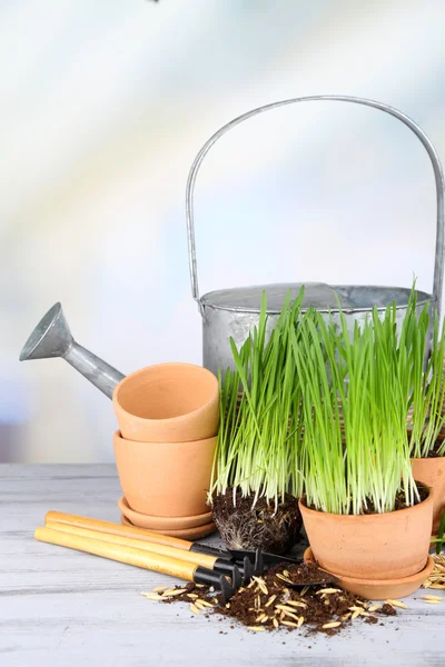 Green grass in flowerpots and gardening tools, on wooden table — Stock Photo, Image