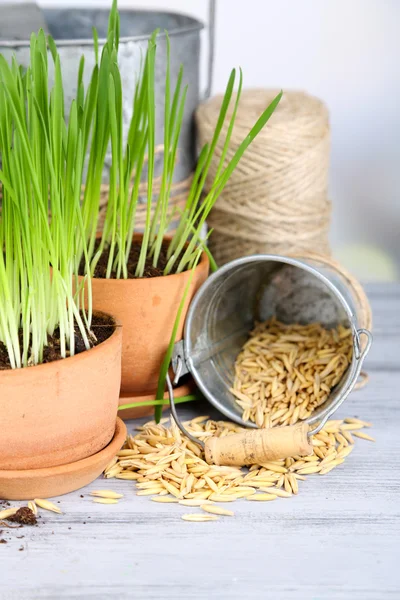 Grama verde em vasos e sementes de aveia, sobre mesa de madeira — Fotografia de Stock