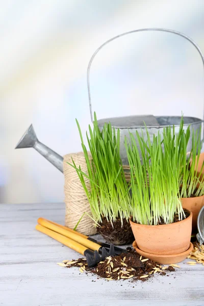 Green grass in flowerpots and gardening tools, on wooden table — Stock Photo, Image