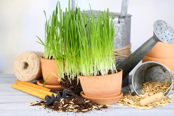 Grönt gräs i krukor och trädgårdsskötsel verktyg, på träbord — Stockfoto