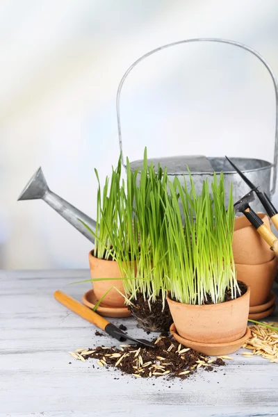 Green grass in flowerpots and gardening tools, on wooden table — Stock Photo, Image