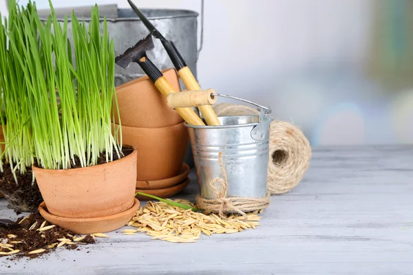 Green grass in flowerpots and gardening tools, on wooden table — Stock Photo, Image