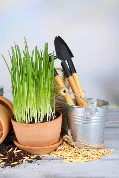 Groen gras in bloempotten en tuingereedschap, op houten tafel — Stockfoto