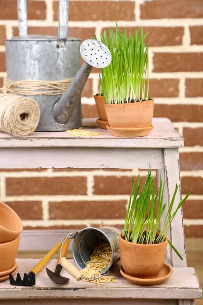 Hierba verde en macetas y herramientas de jardinería sobre fondo de pared de ladrillo —  Fotos de Stock