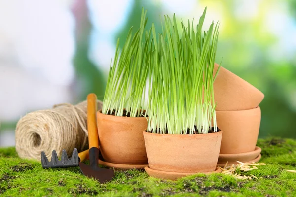 Herbe verte dans les pots de fleurs — Photo