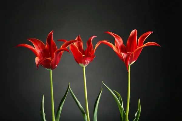 Beautiful red tulips — Stock Photo, Image