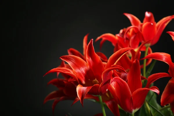 Belles tulipes rouges — Photo