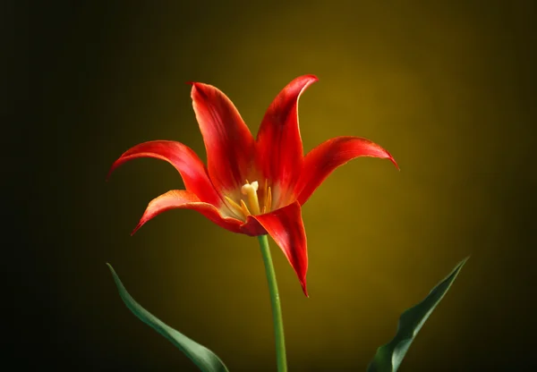 Belle tulipe rouge — Photo