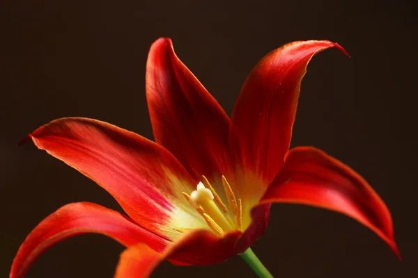 Beautiful red tulip — Stock Photo, Image