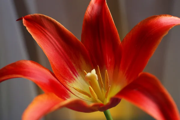 Красивий червоний tulip — стокове фото