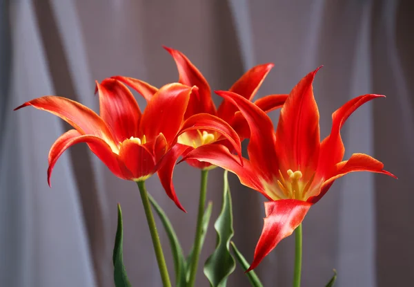 Hermosos tulipanes rojos —  Fotos de Stock