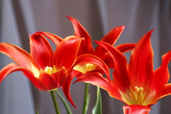 Hermosos tulipanes rojos —  Fotos de Stock