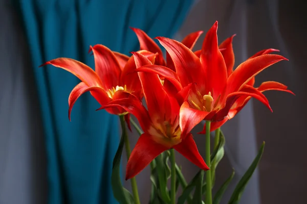 Hermosos tulipanes rojos —  Fotos de Stock