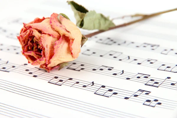 Gedroogde rose op muziek boek — Stockfoto