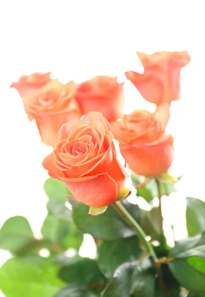 Gyönyörű rózsák — Stock Fotó