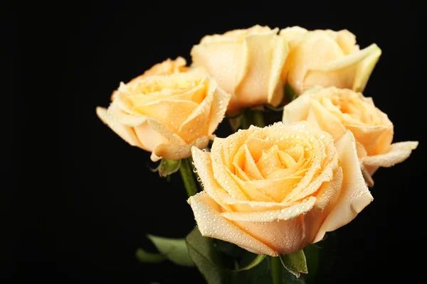 Beautiful roses — Stock Photo, Image