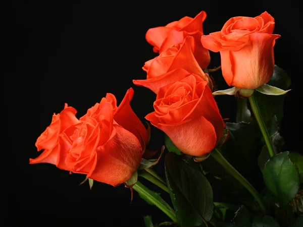 Beautiful roses — Stock Photo, Image