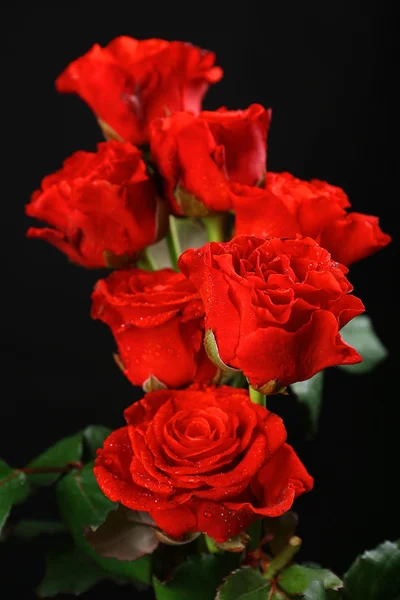 Hermosas rosas — Foto de Stock
