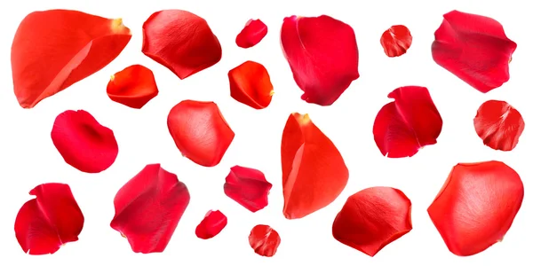 Beautiful red rose petals, isolated on white — Stock Photo, Image