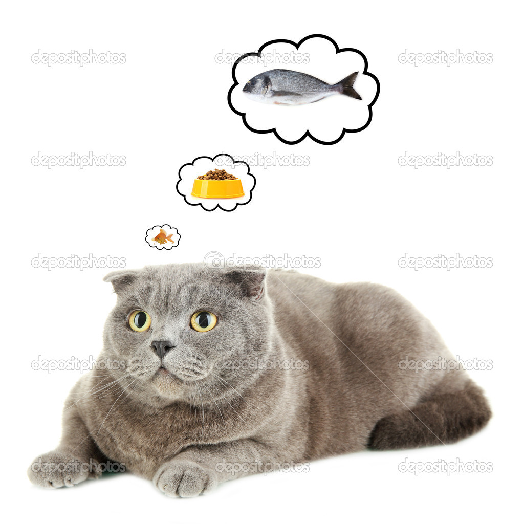 О чем думает кот. Кот думает картинка. Кот задумался. Мысли домашнего кота хозяйка хахаля привела. Мысли котов приколы.