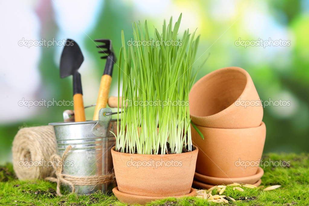 Green grass in flowerpots