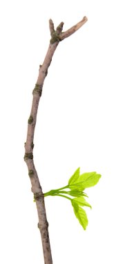 dal yaprağı