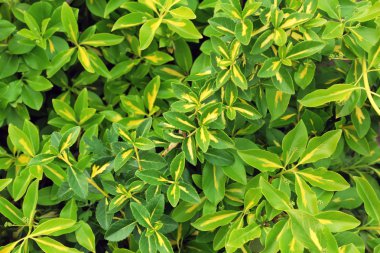 Bahar yaprakları üzerinde çalı