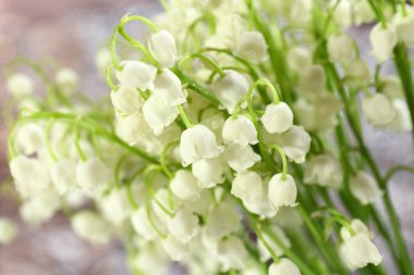 güzel zambak vadideki doğa zemin üzerine