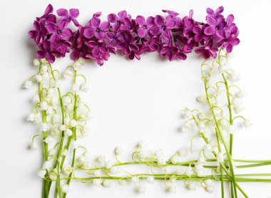 Eflatun çiçekler çok güzel ve lilyum beyaz izole vadi,