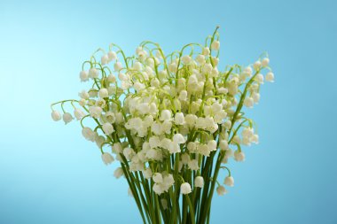 güzel zambak vadideki mavi zemin üzerine