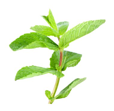 Beyazda izole edilmiş nane