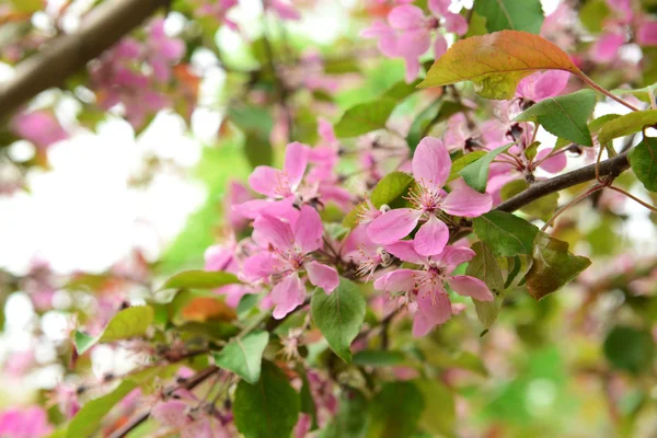 Vackra blossom — Stockfoto