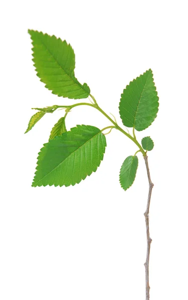 Branch with leaf — Stock Photo, Image