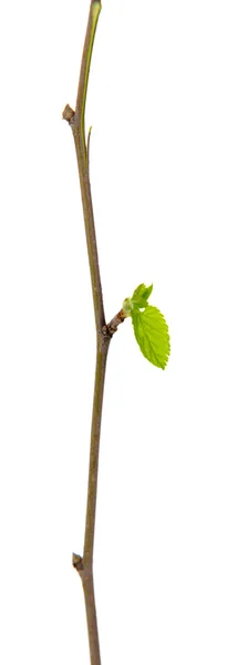 Branch with leaf — Stock Photo, Image